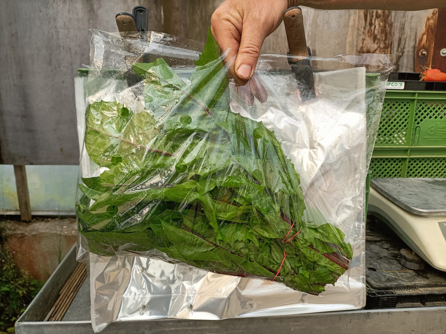 Möhrenbeutel 3 kg